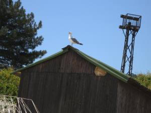 Sommerferien Goldstrand 2012 IMG_1249