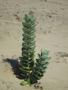 Fuerteventura Jandia Playa 2012 IMG_1999