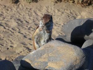 Fuerteventura Jandia Playa 2012 IMG_2023