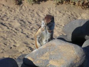 Fuerteventura Jandia Playa 2012 IMG_2024