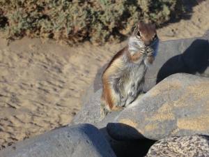 Fuerteventura Jandia Playa 2012 IMG_2025