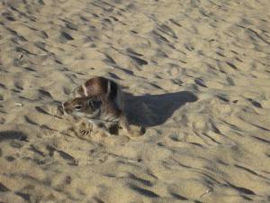 Fuerteventura Jandia Playa 2012 IMG_2031