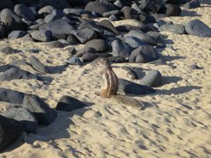 Fuerteventura Jandia Playa 2012 IMG_2039