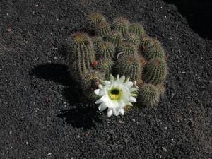 Lanzarote Kanarische Inseln 2013 IMG_5544