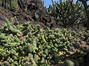 Lanzarote Kanarische Inseln 2013 IMG_5879