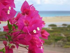 Fuerteventura Kanarische Inseln 2014 IMG_1495