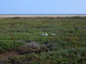 Fuerteventura Kanarische Inseln 2014 IMG_1508