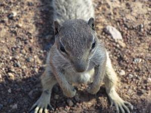 Fuerteventura Kanarische Inseln 2014 IMG_1509