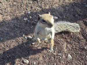 Fuerteventura Kanarische Inseln 2014 IMG_1511