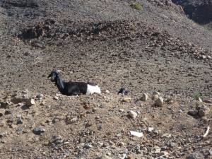 Fuerteventura Kanarische Inseln 2014 IMG_1531