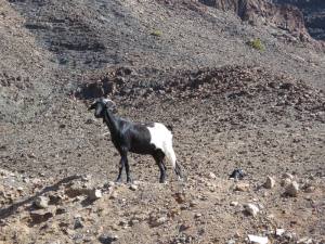 Fuerteventura Kanarische Inseln 2014 IMG_1533