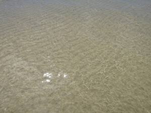 Fuerteventura Kanarische Inseln 2014 IMG_1573