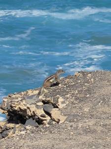 Fuerteventura Kanarische Inseln 2014 IMG_1679