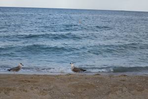 Ferien am Goldstrand in Bulgarien 2016 IMG_1304