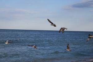 Ferien am Goldstrand in Bulgarien 2016 IMG_1305