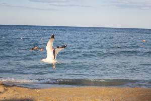 Ferien am Goldstrand in Bulgarien 2016 IMG_1314