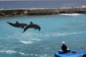 Curacao - Dutch Caribbean 2017 IMG_3983