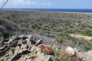 Curacao - Dutch Caribbean 2017 IMG_4287