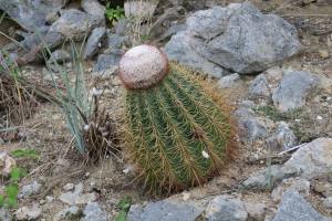 Curacao - Dutch Caribbean 2017 IMG_4292