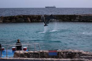 Curacao Dutch Caribbean 2018 IMG_6752