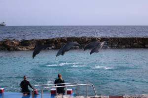 Curacao Dutch Caribbean 2018 IMG_6774