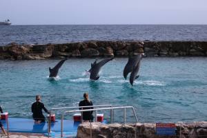 Curacao Dutch Caribbean 2018 IMG_6775