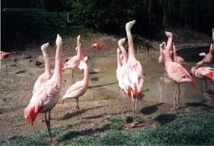 Flamingos im zürcher Zoo