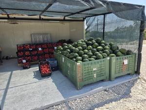 Golden Sands Bulgaria 2025 20250722_150011