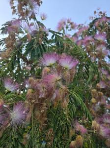 Golden Sands Bulgaria 2025 20250725_201448